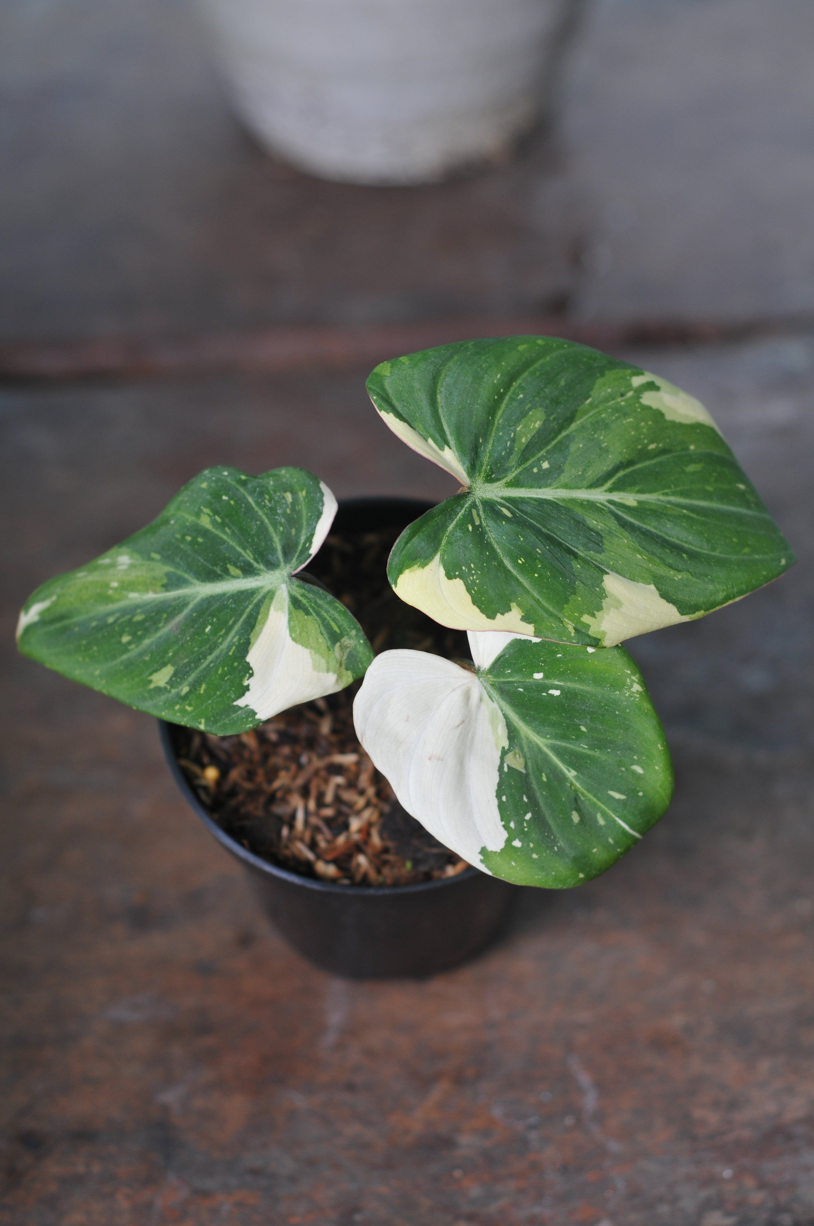 Philodendron Gloriosum Variegated Tricolor
