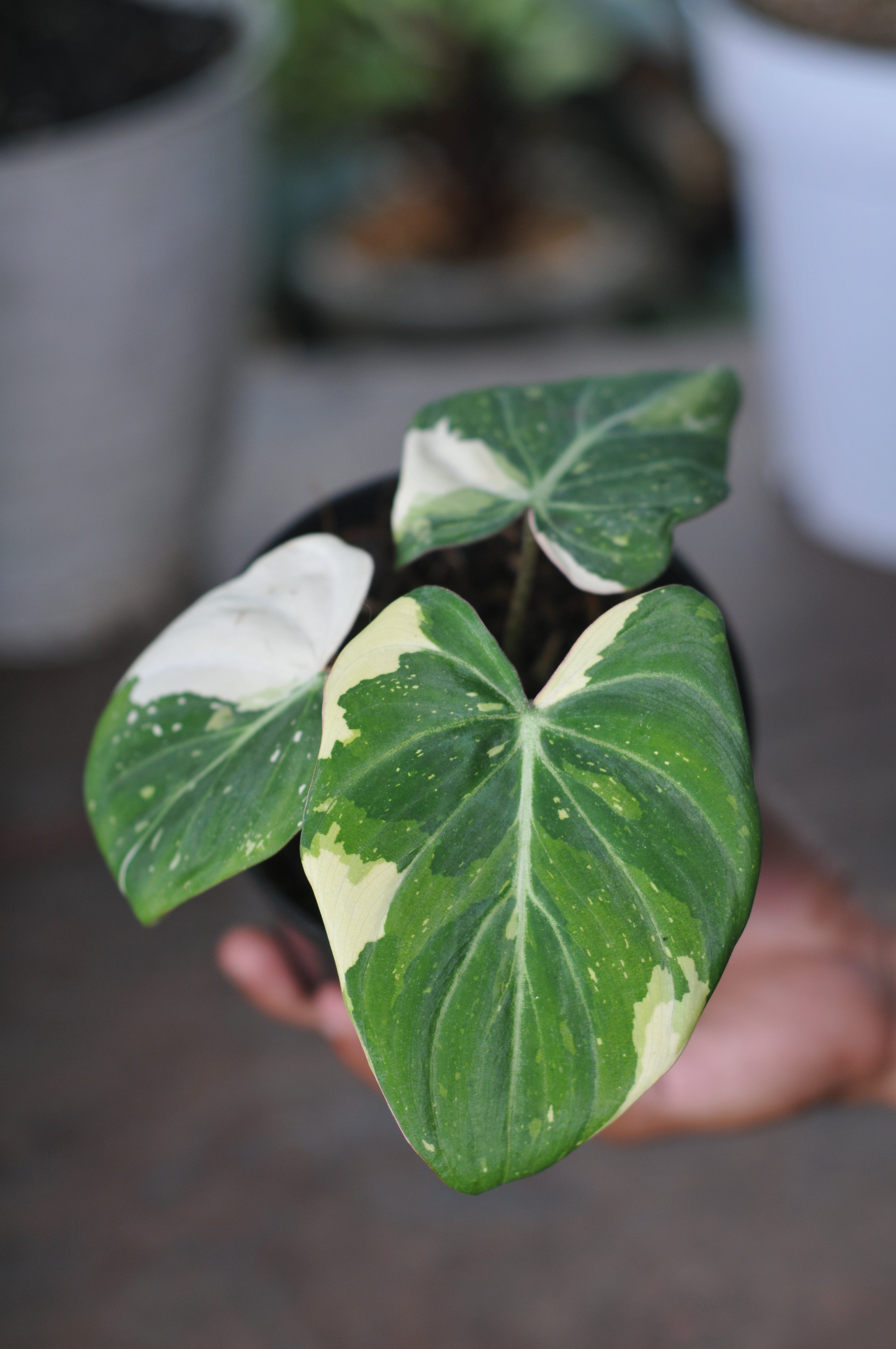 Philodendron Gloriosum Variegated Tricolor