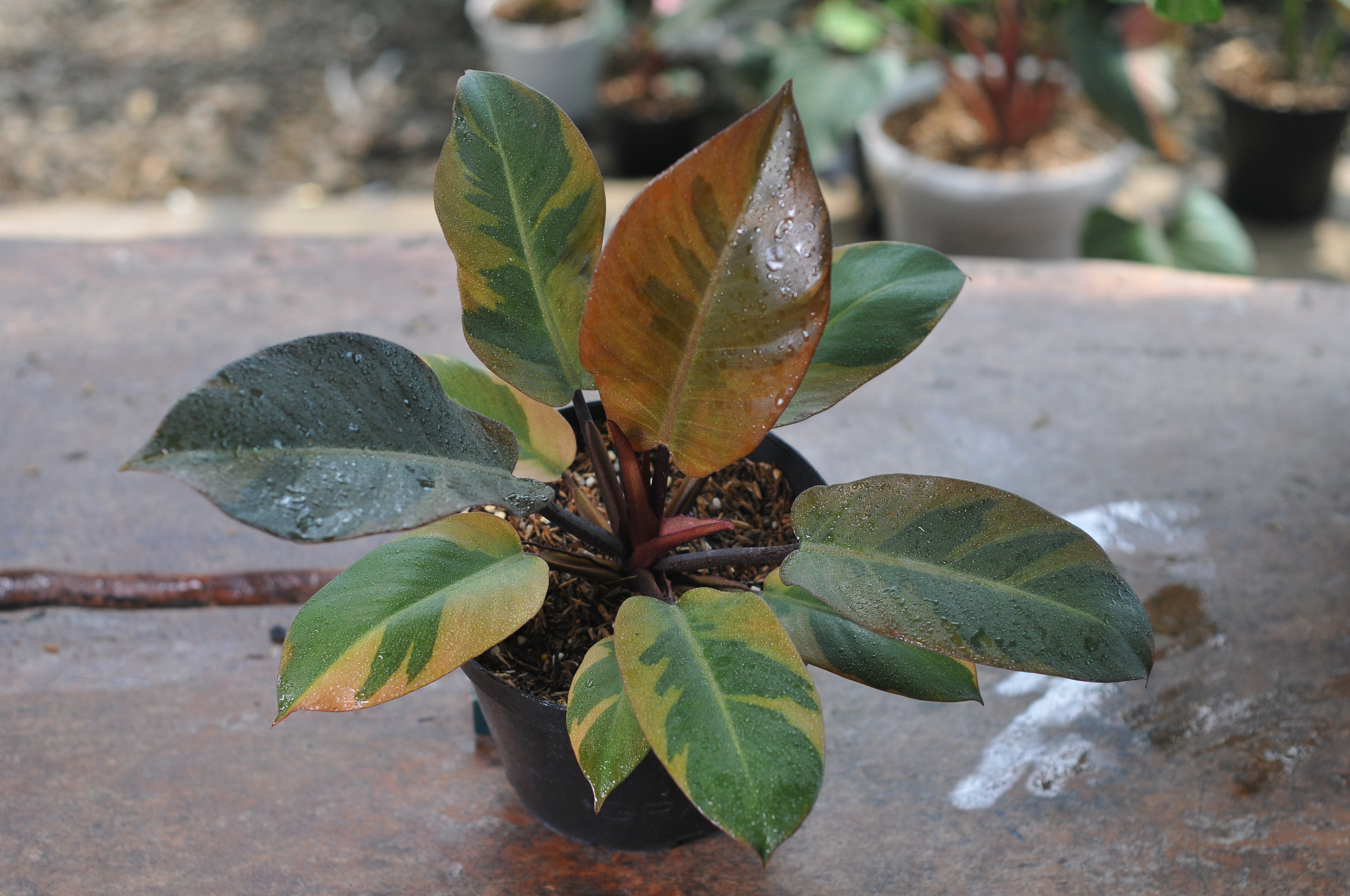 Philodendron Black Cardinal