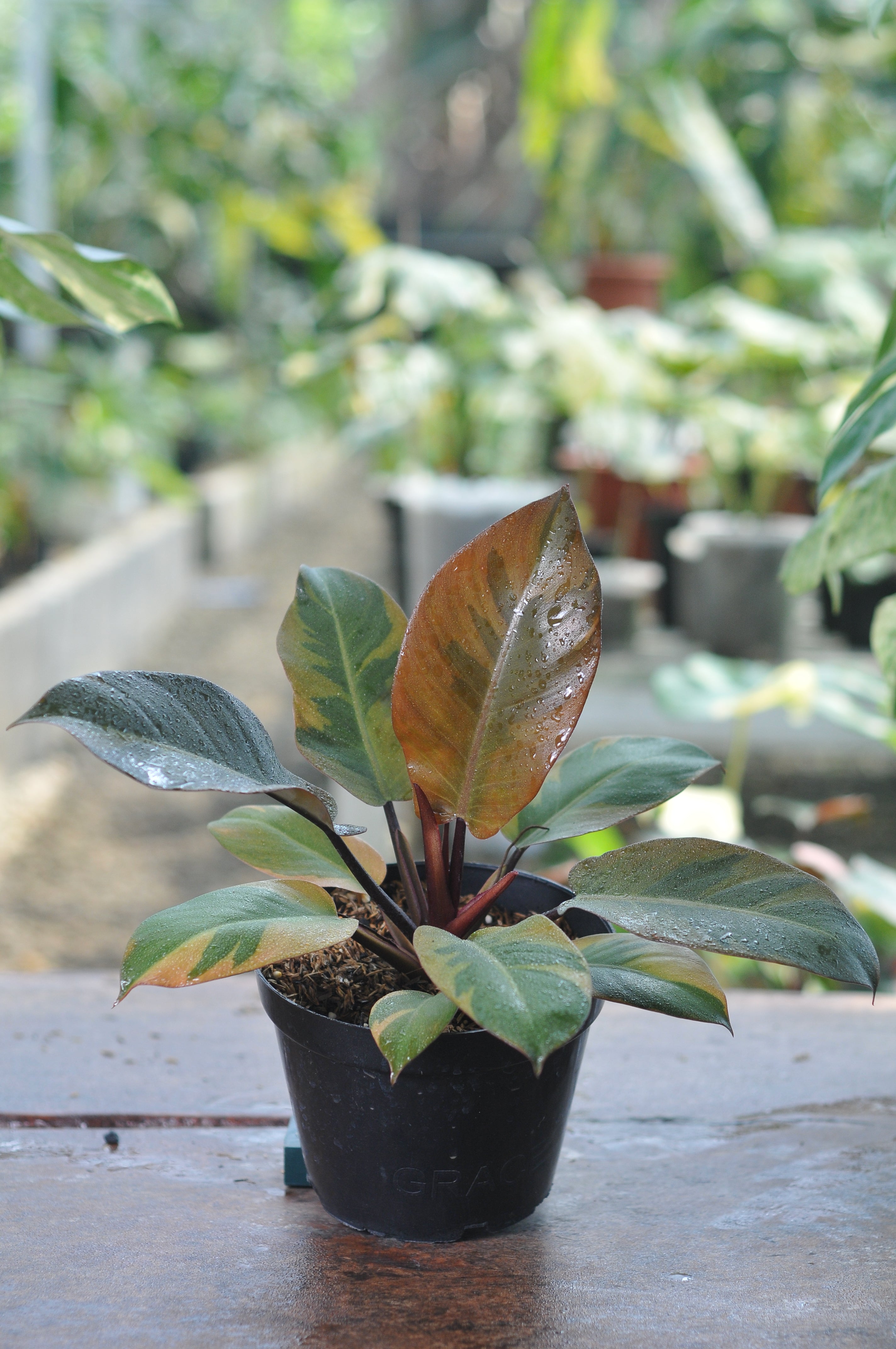 Philodendron Black Cardinal