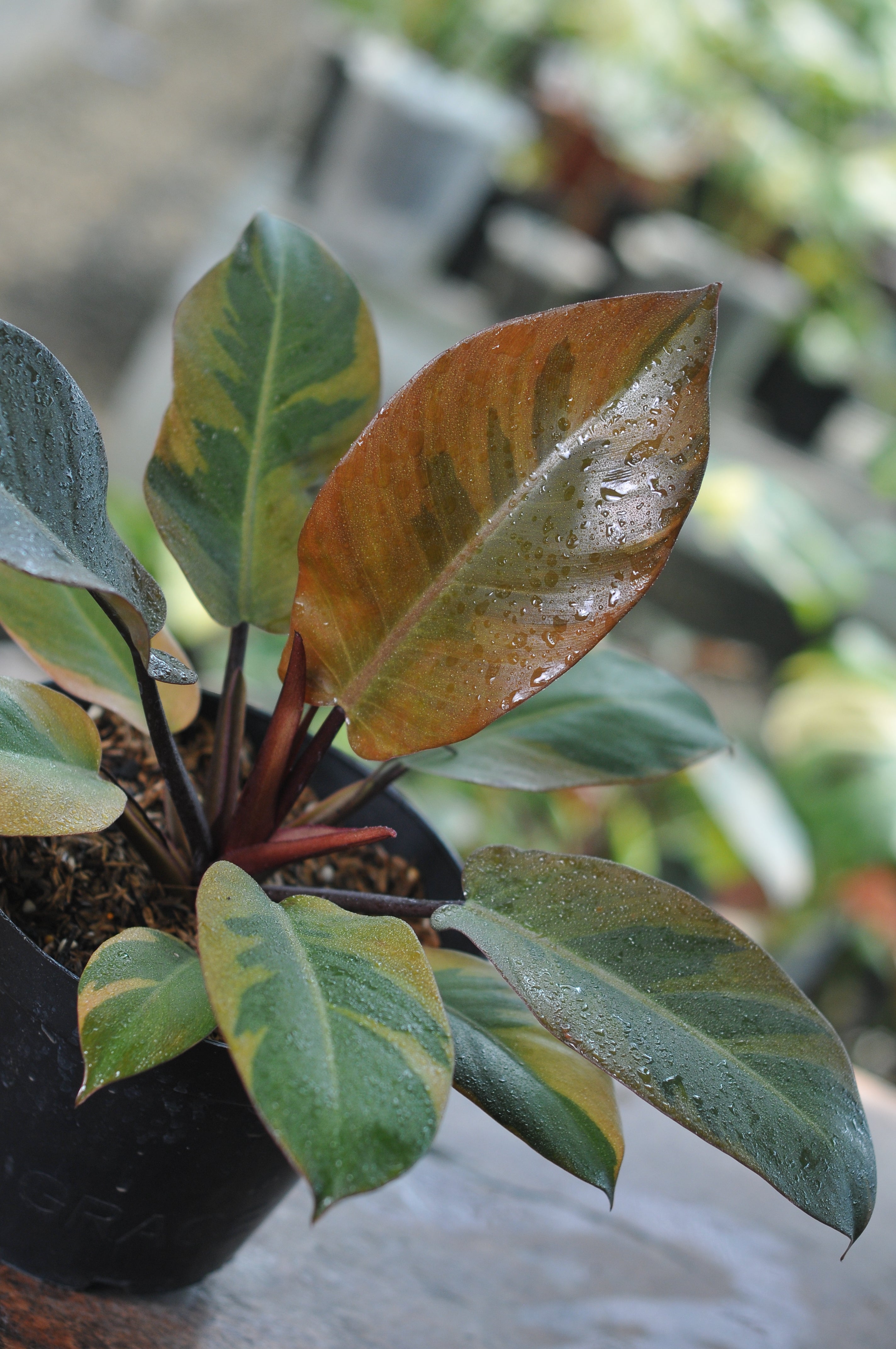 Philodendron Black Cardinal