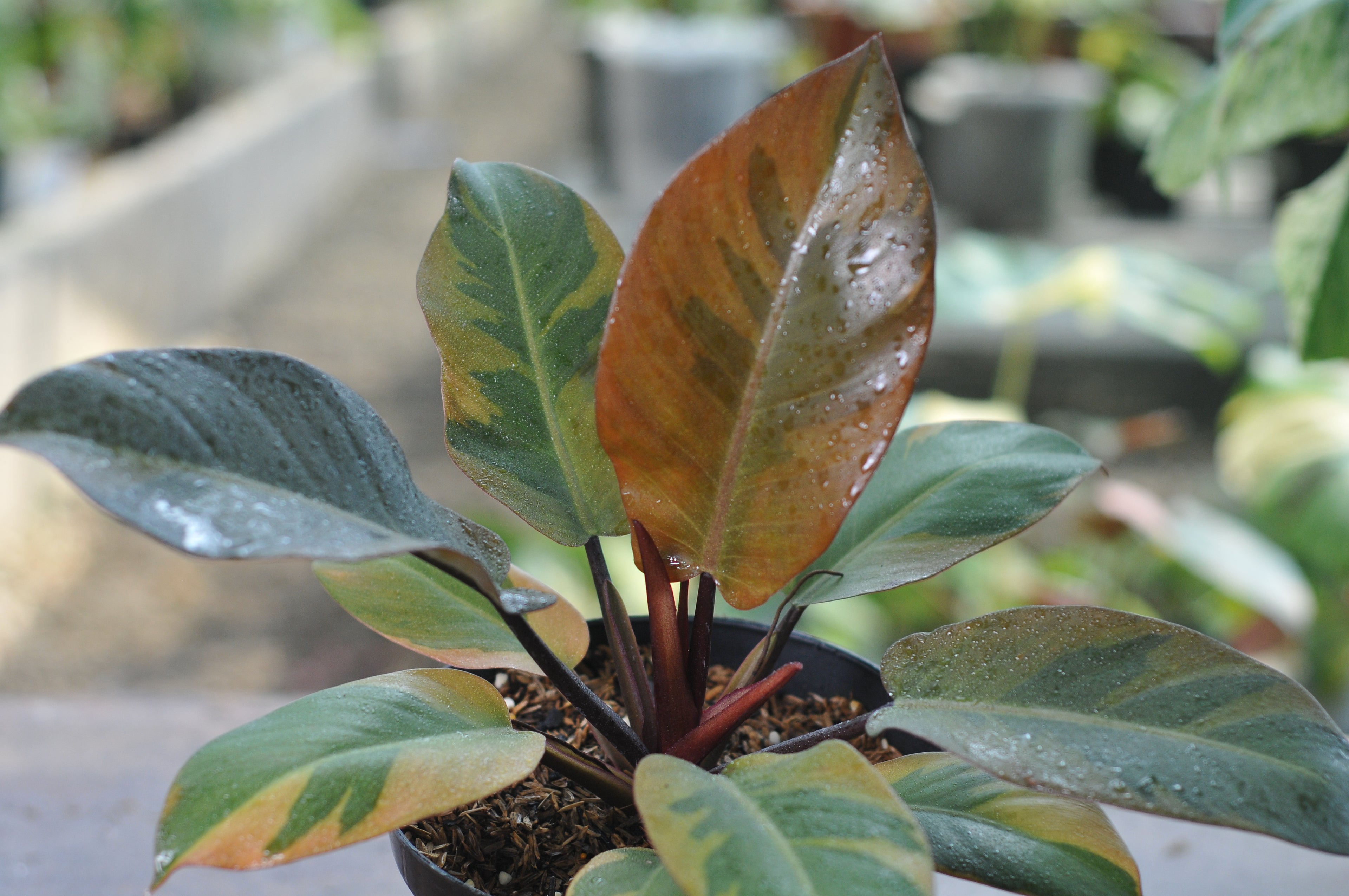 Philodendron Black Cardinal