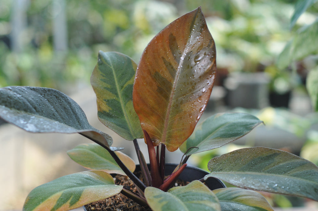 Philodendron Black Cardinal
