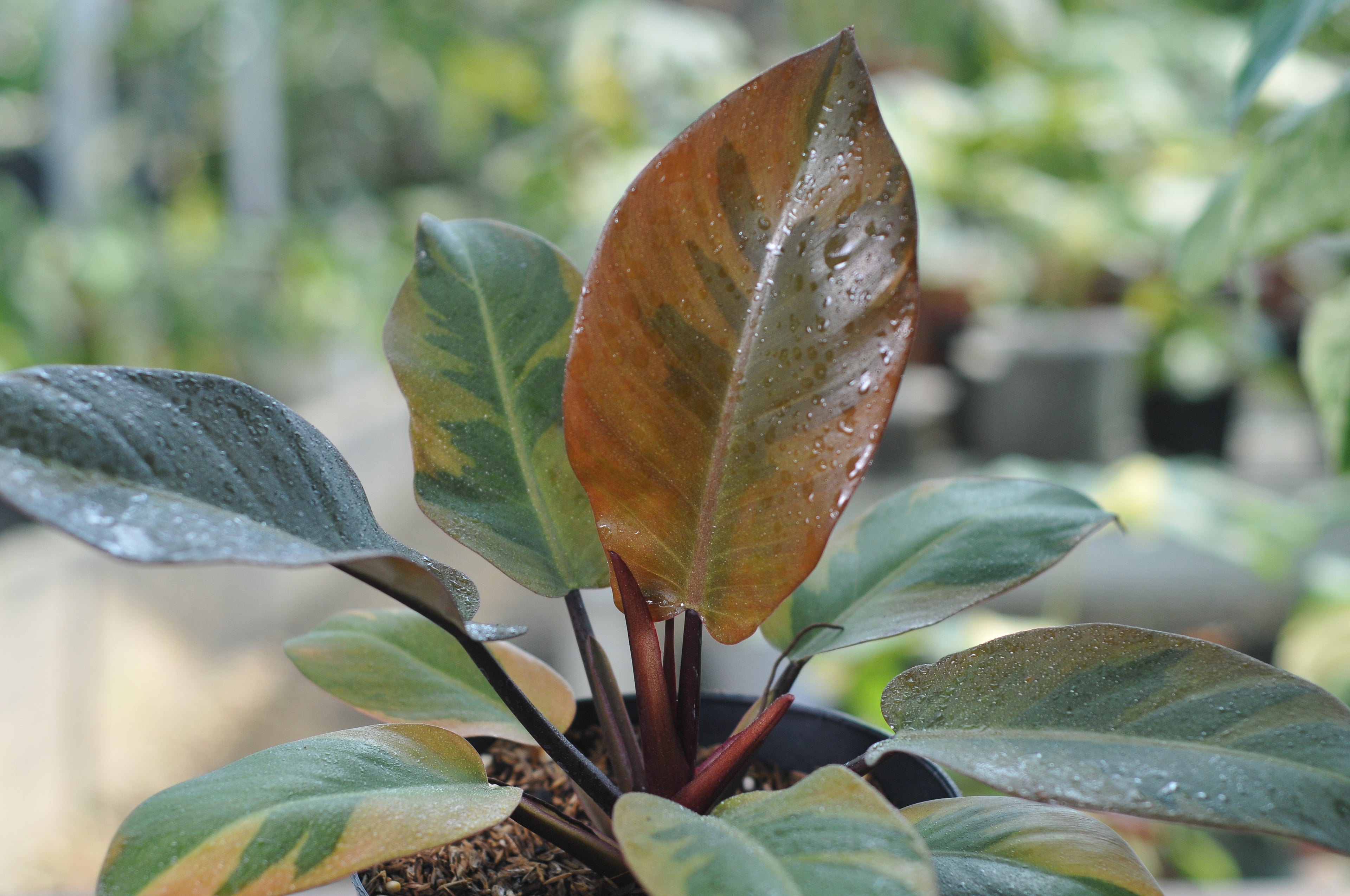 Philodendron Black Cardinal