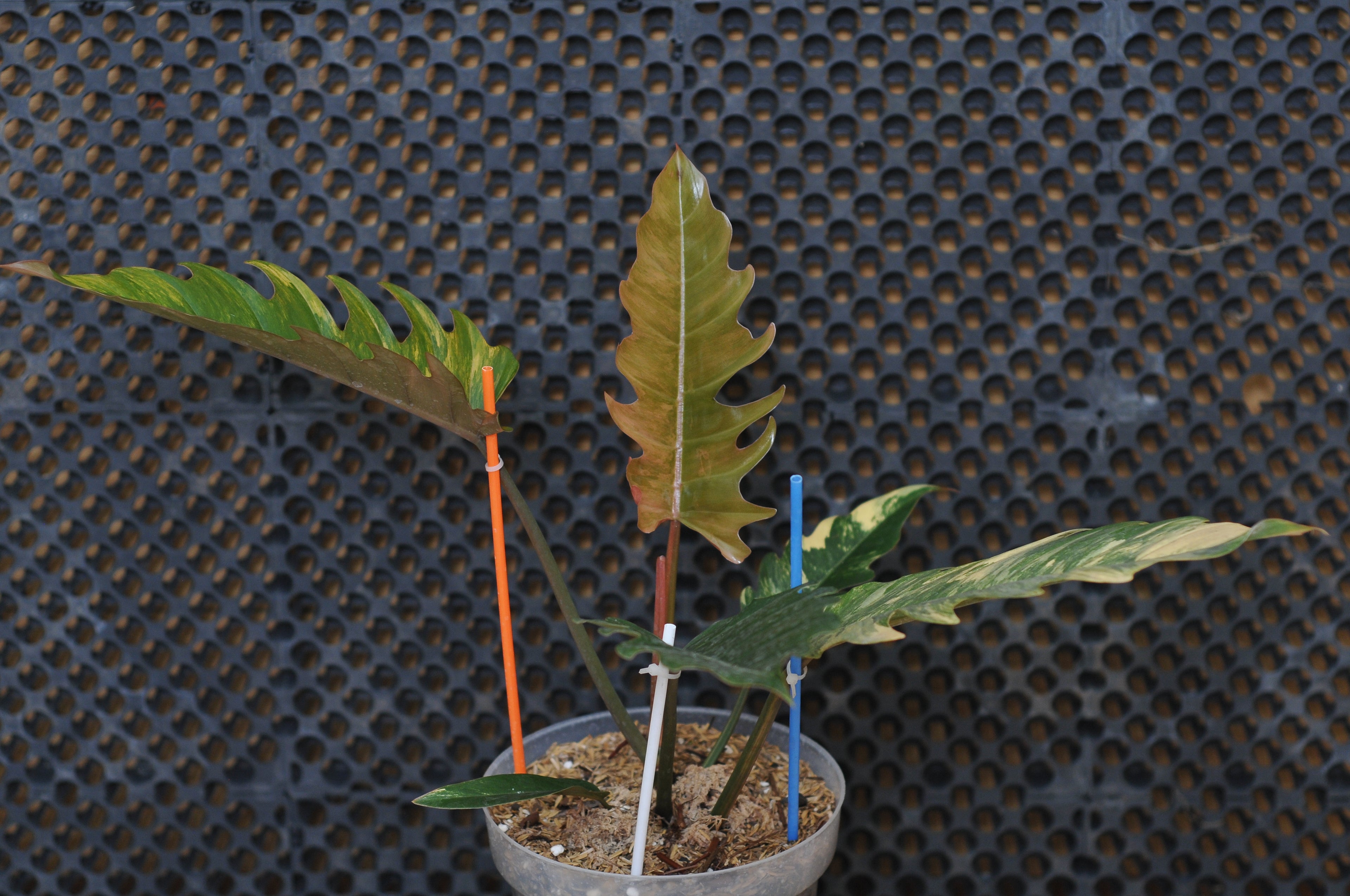 Philodendron Caramel Variegata