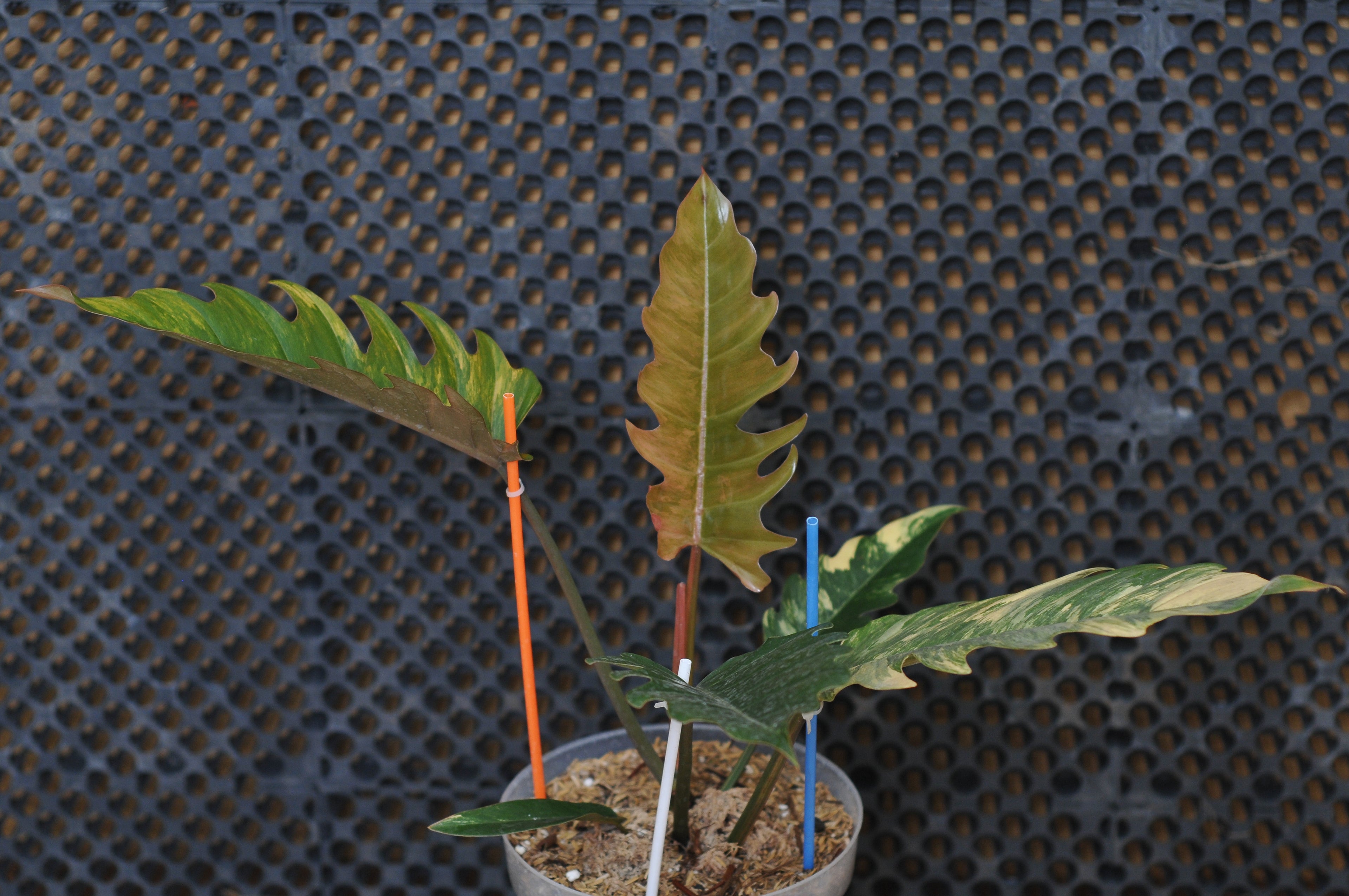 Philodendron Caramel Variegata