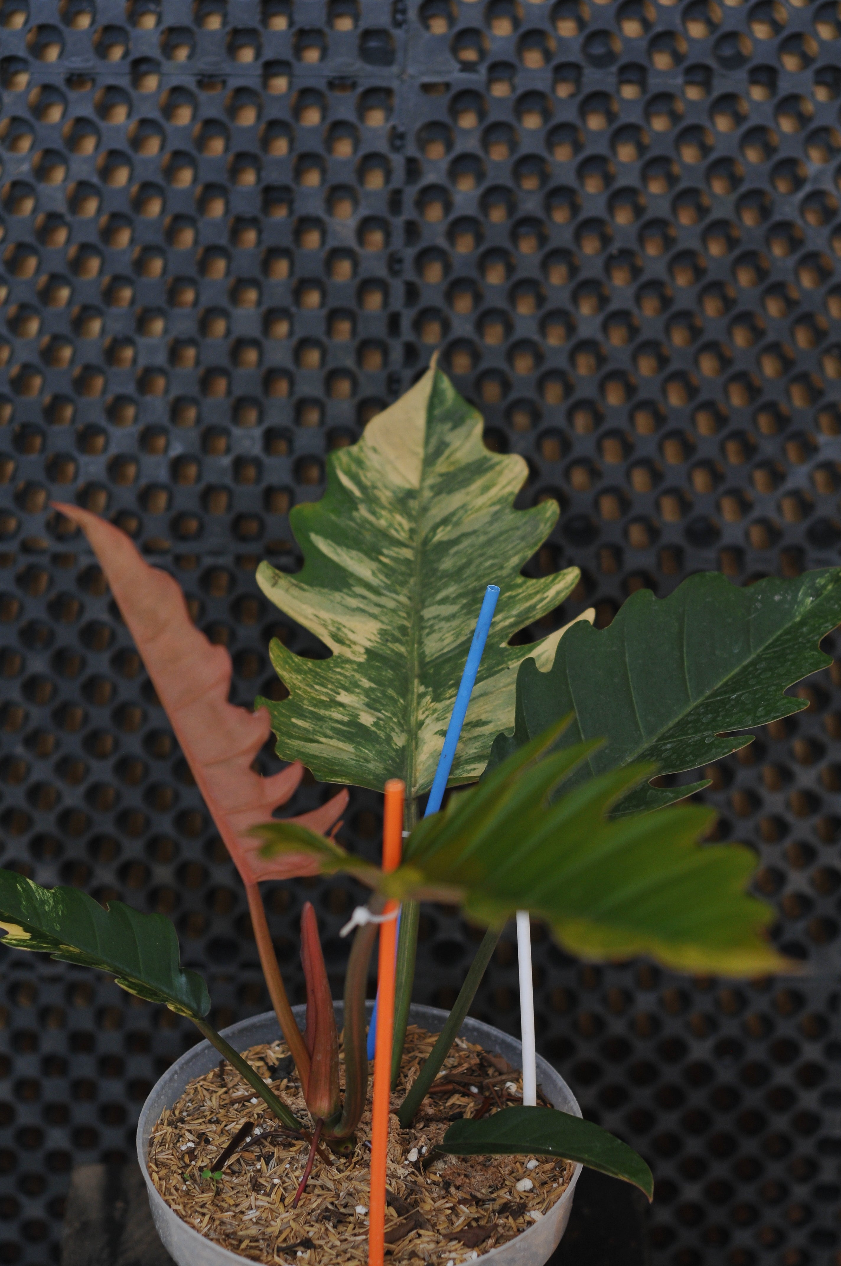 Philodendron Caramel Variegata