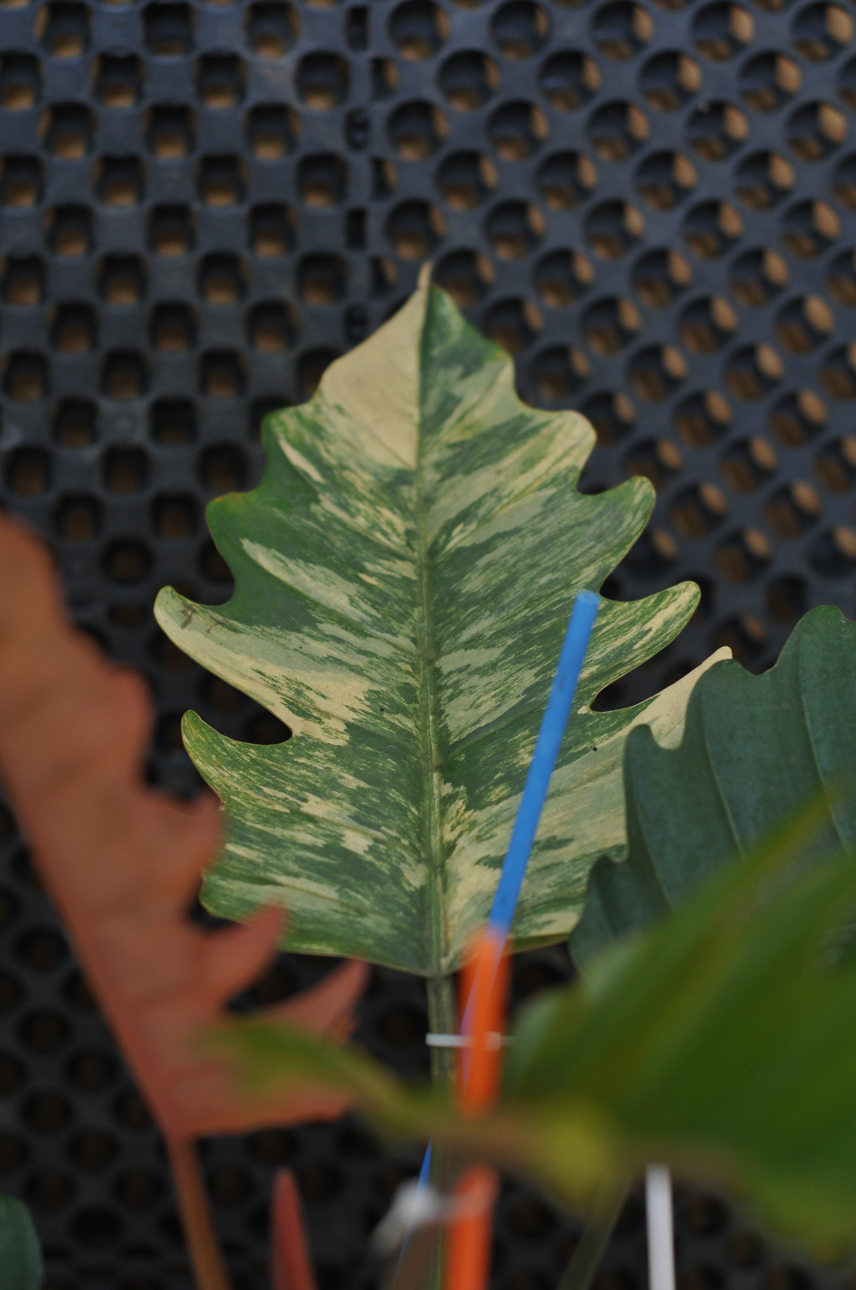 Philodendron Caramel Variegata