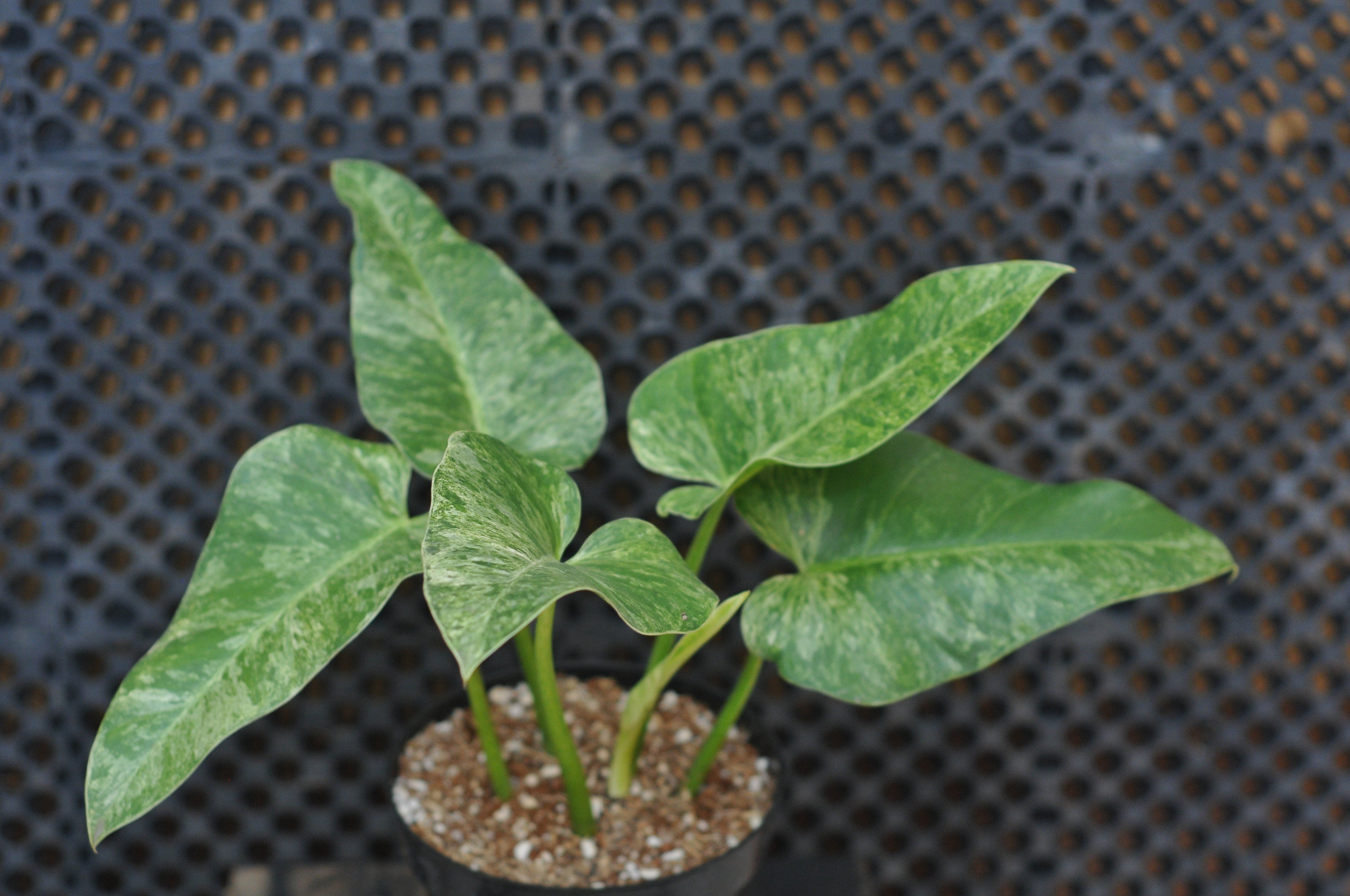 Philodendron Giganteum Variegated