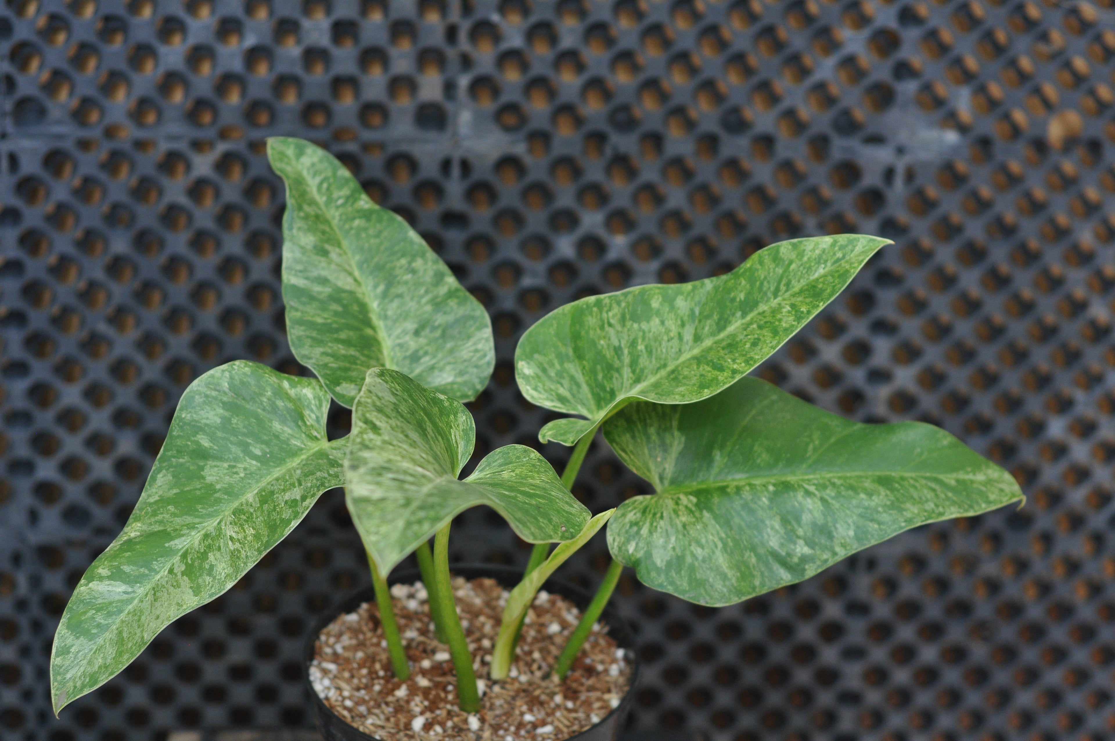 Philodendron Giganteum Variegated