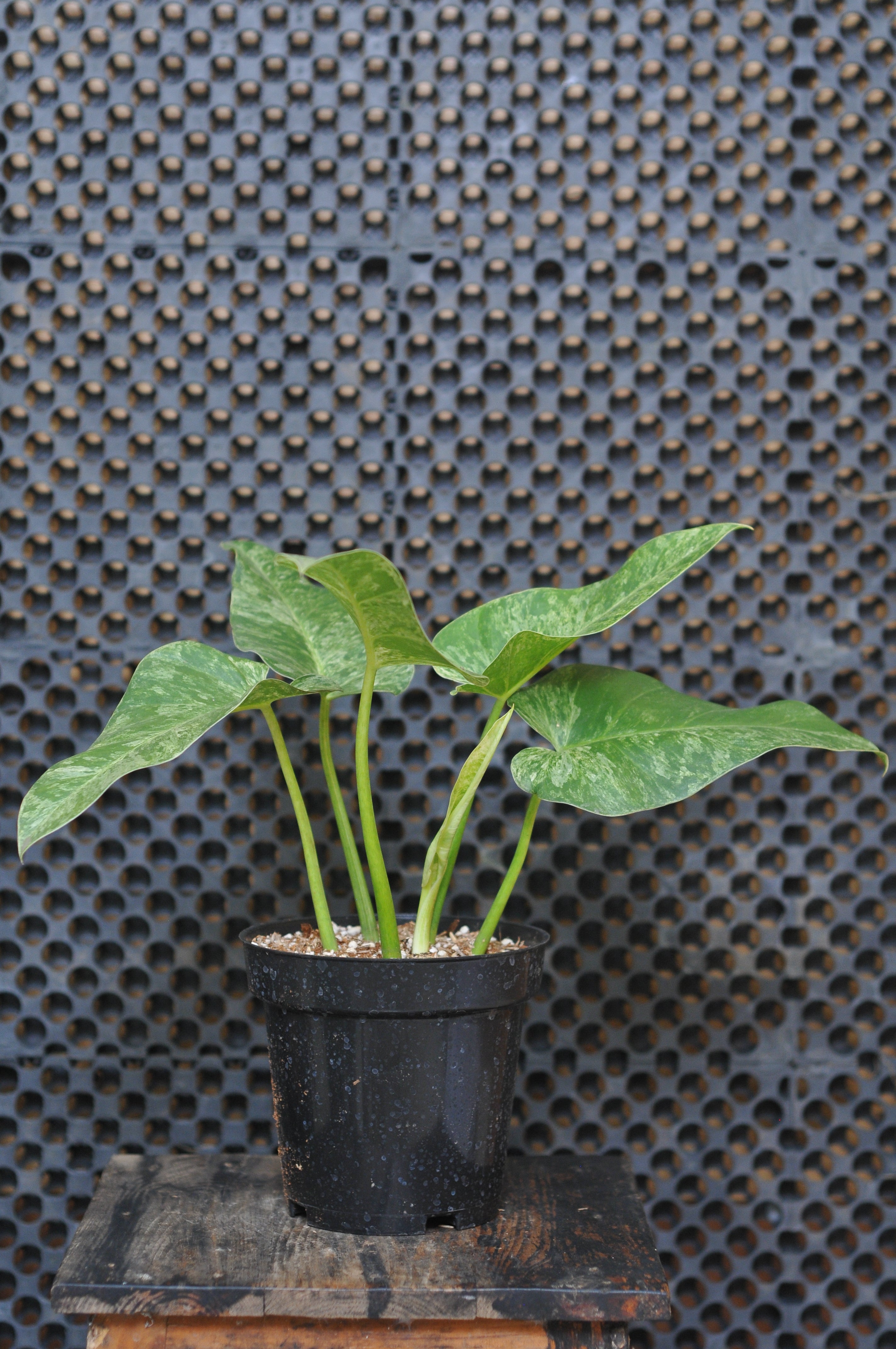 Philodendron Giganteum Variegated