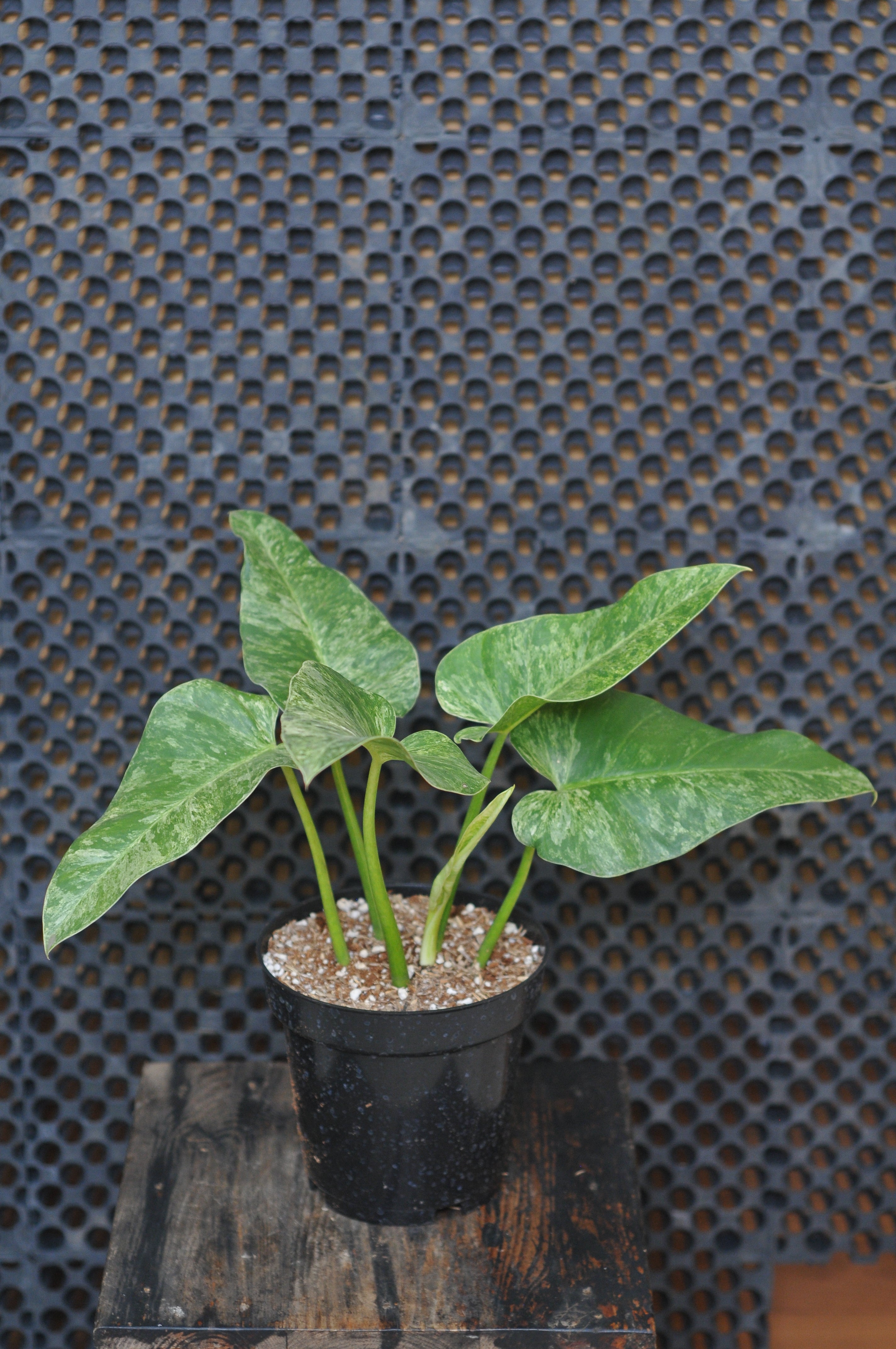 Philodendron Giganteum Variegated