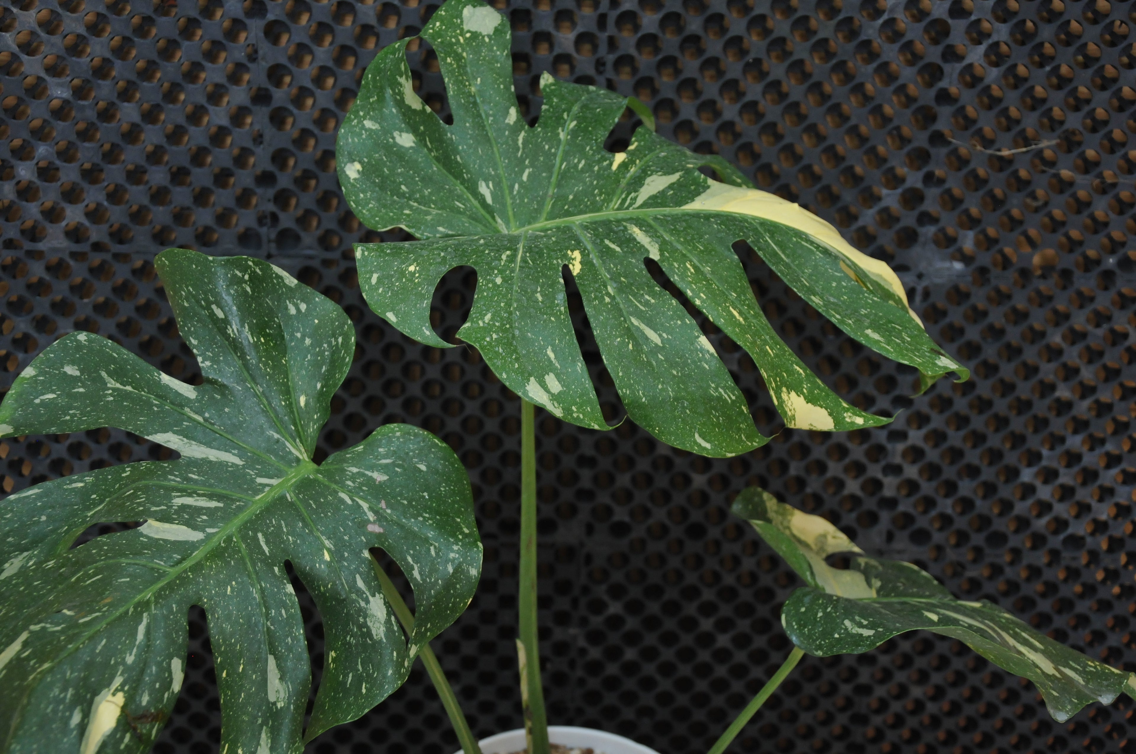 Monstera Thaiconstelation