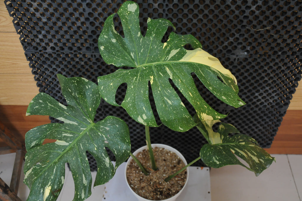 Monstera Thaiconstelation