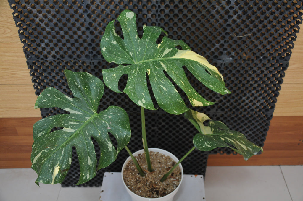 Monstera Thaiconstelation